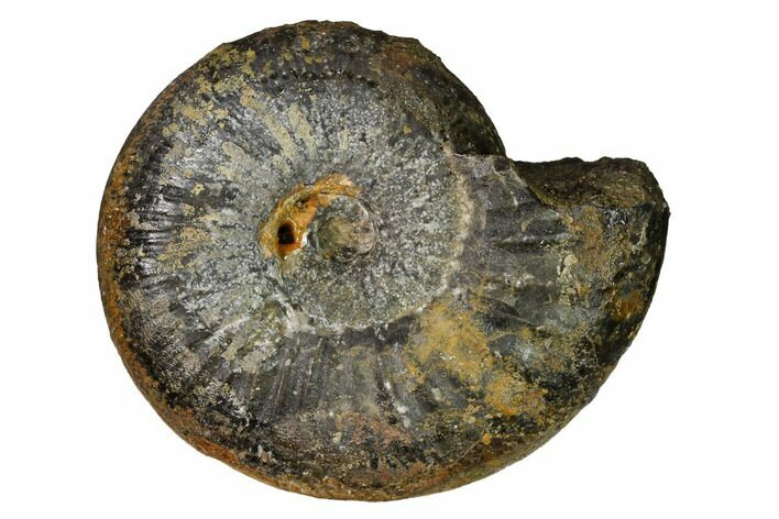 Iron Replaced Ammonite Fossil - Boulemane, Morocco #164462
